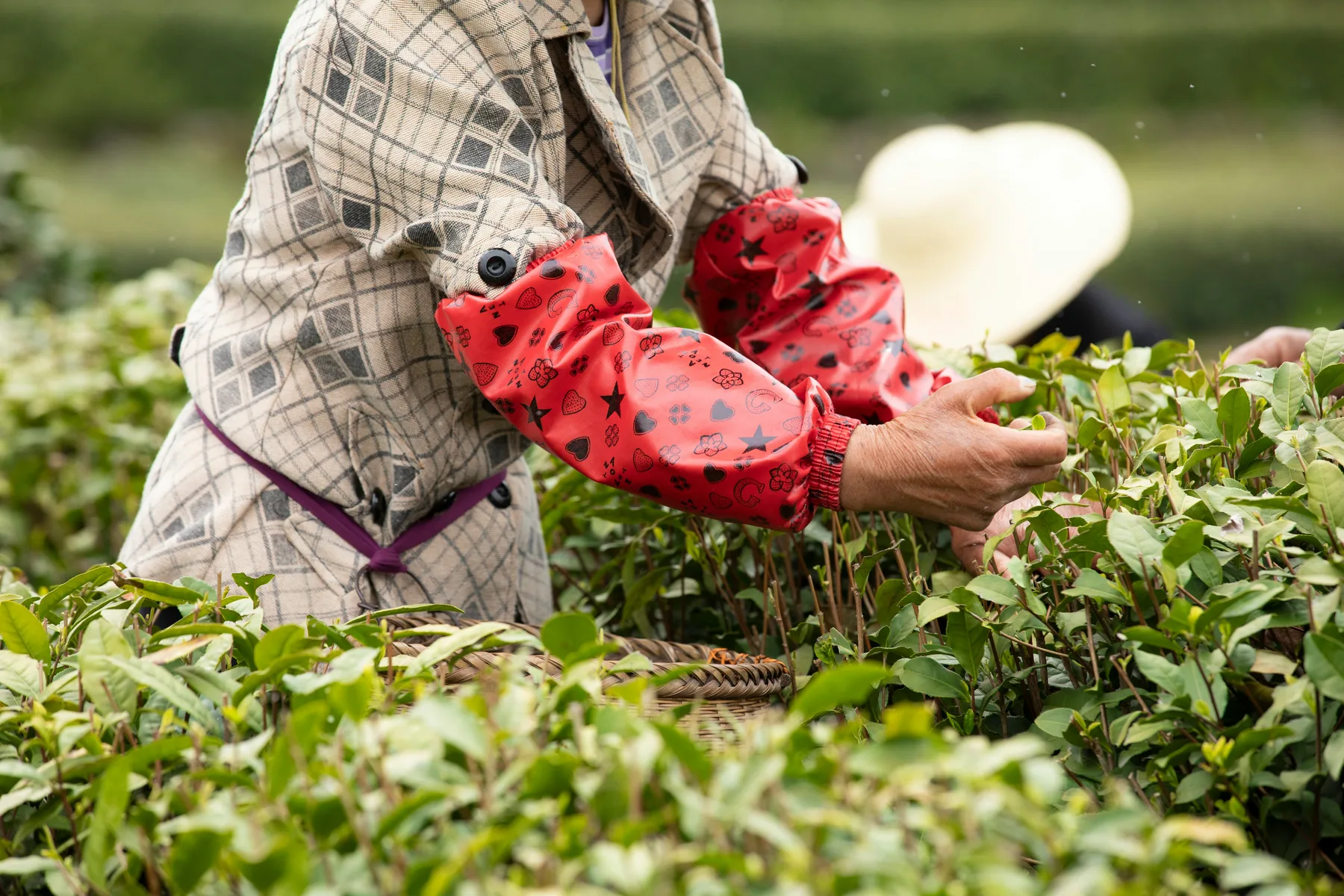 A tea worker carefully hand-picking leaves