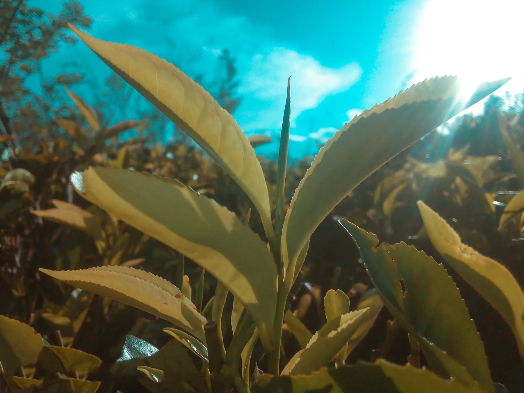 Young tea leaves glowing in sunlight