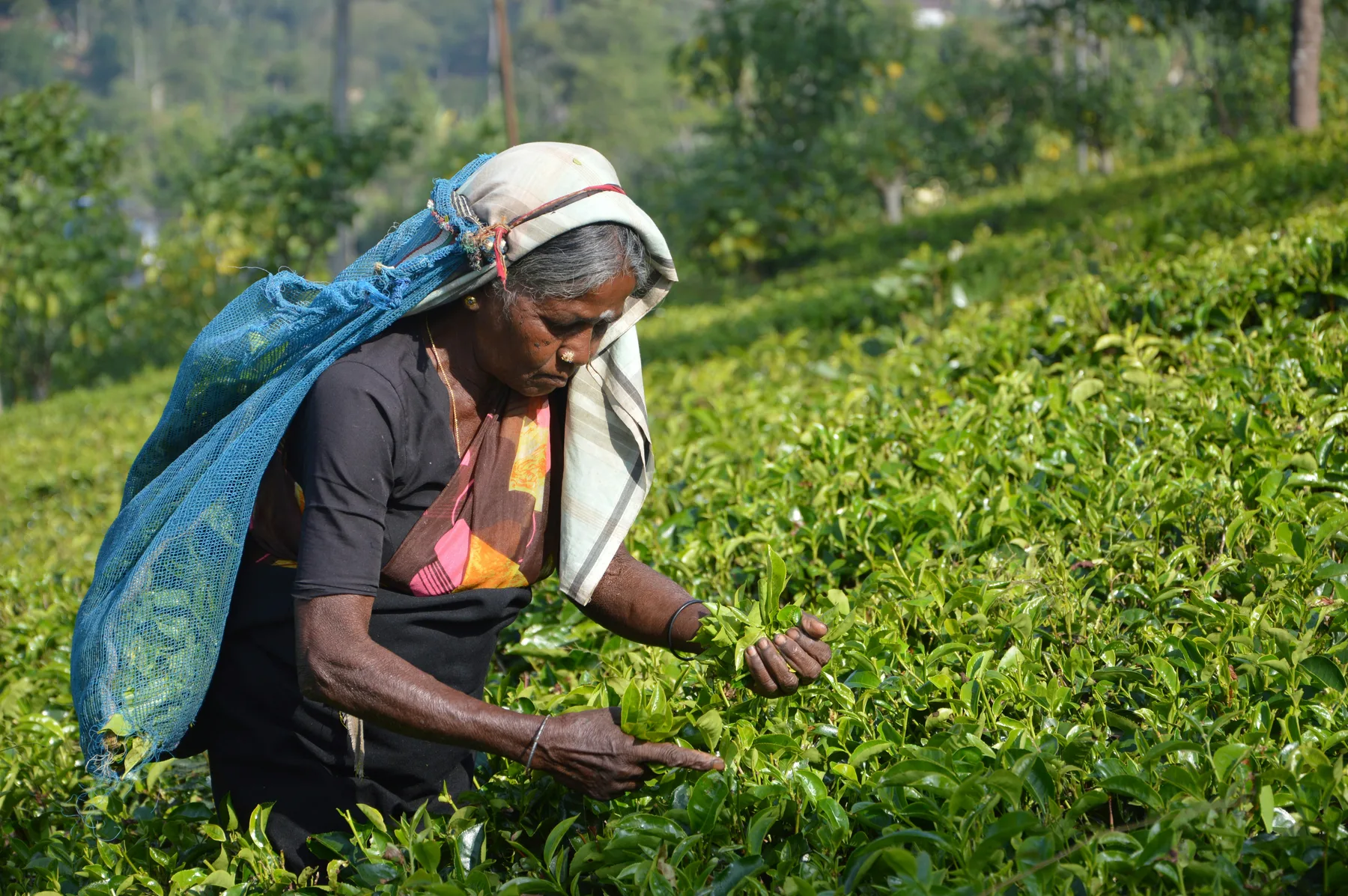 A Sri Lankan tea picker harvesting fresh leaves in Talawakelle